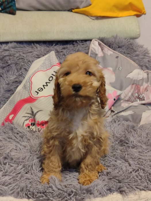 Szczeniak cockapoo