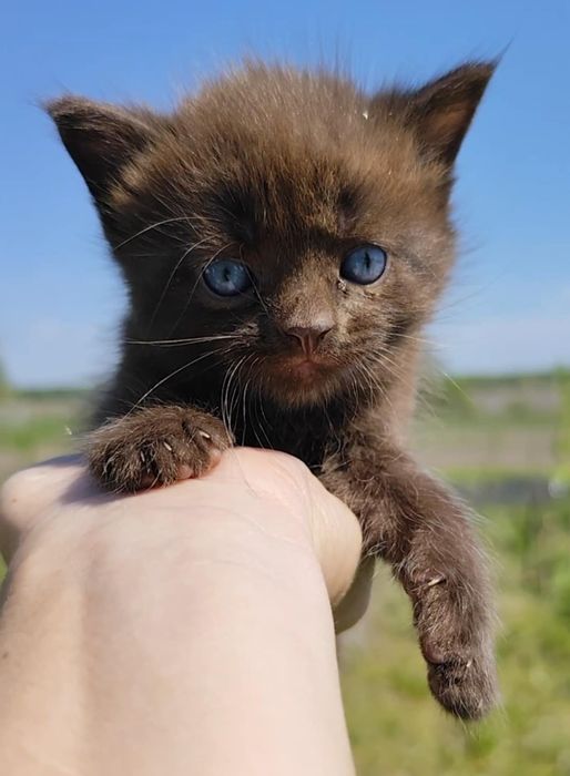 Шоколадный котик