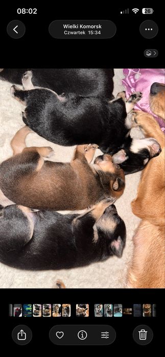 Oddam szczeniaki za darmo