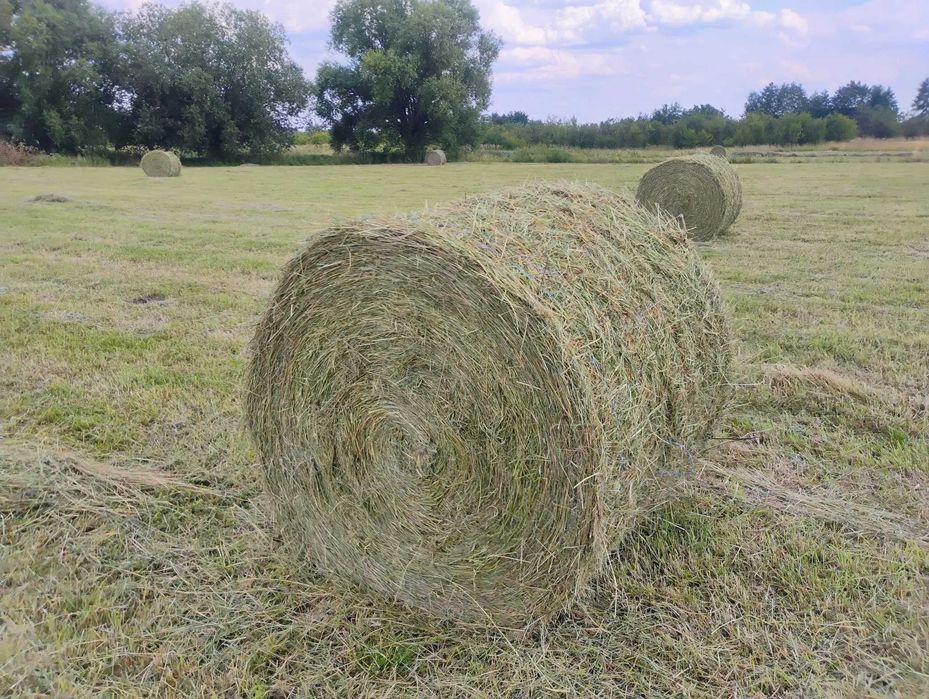 siano/słoma/buraki pastewne