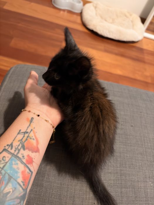 Doação Gato Filhote