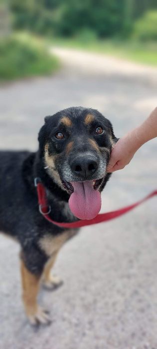 Kochany Tary szuka domu!