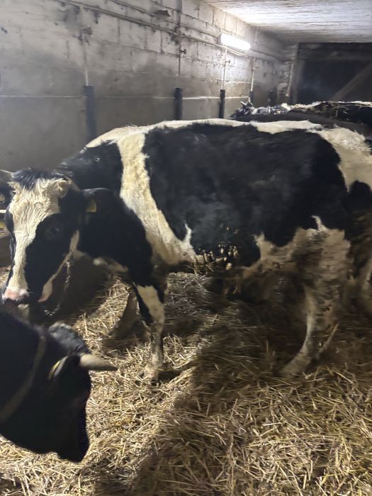 Jałówki wysokocielne