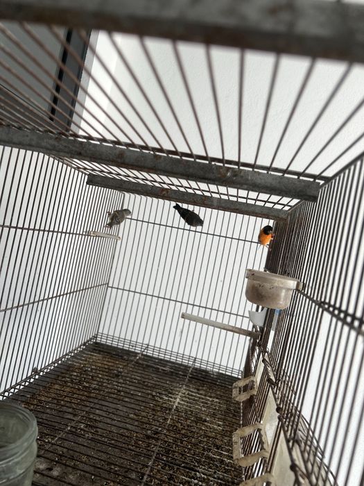 Cardinalitos classico e bruno