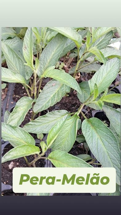 Plantas Pera-Melão