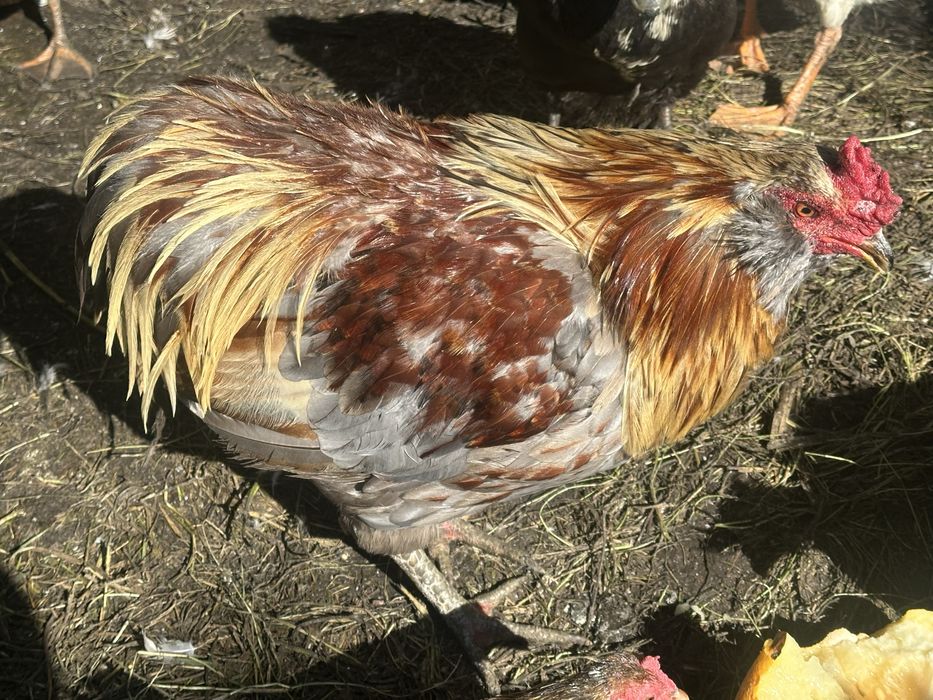 Півень араукан 2 роки