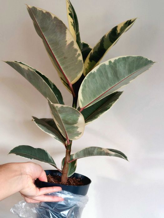 Planta Ficus elastica 'Tineke'