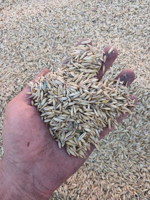 Ппрдам посівний  овес