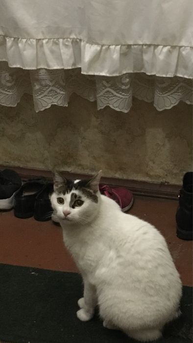 Отдам бесплатно кошку