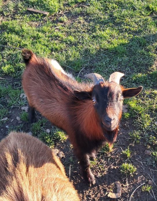 Casal de cabras anãs e filhote