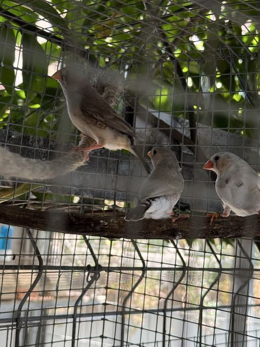 Mandarins de 2026 exoticos