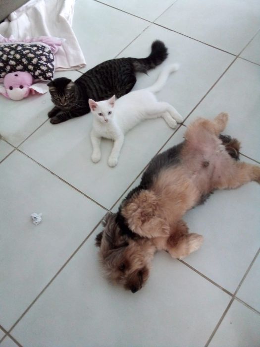 Cuidadora de gatos e cachorros (Cat and Dog)