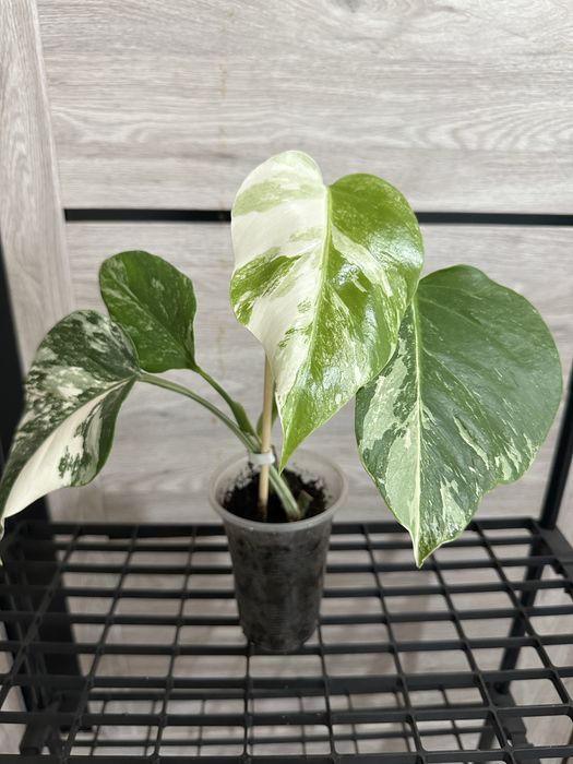 Квіти монстера альба, троянда, традисканція, амарілліс