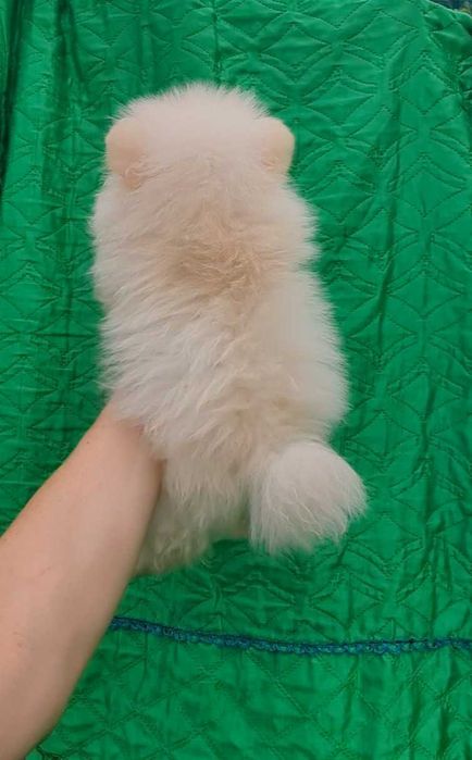 Померанцы в хорошем типе мишки!