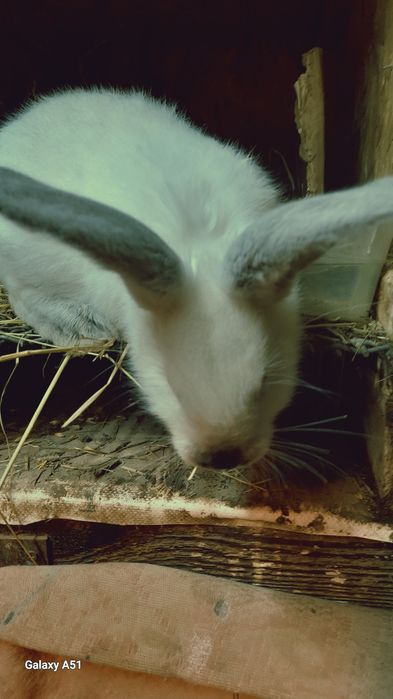 Продую кролі Каліфорнійці одним 5місяців можна злучать, а другим а дру