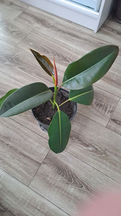 Кімнатна рослина Фікус