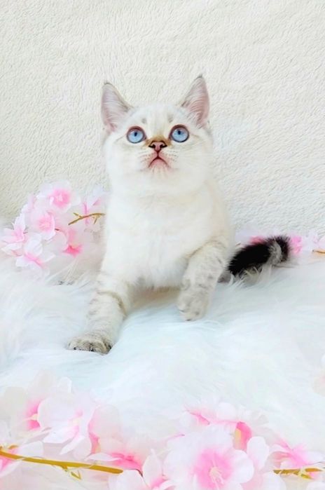 Золотий шиншила поінт, хлопчик очаровашка