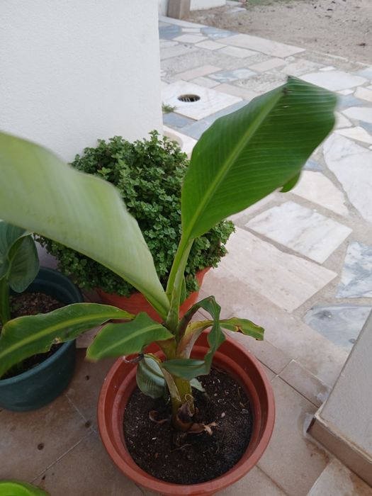 Bananeira da Madeira, costuma dar bananas uma duas vezes por ano.