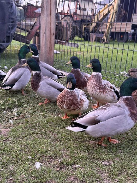 Piękne kaczorki  rasy call duck