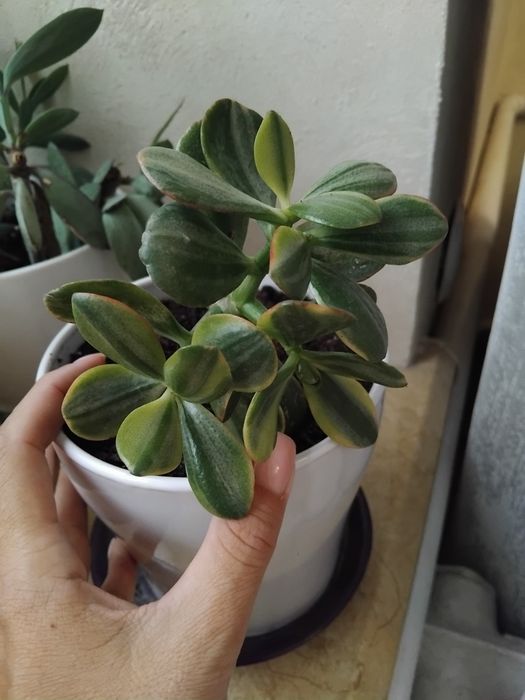 Сукуленти, ехеверія