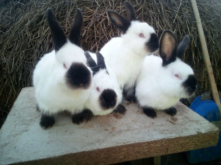 Кролі каліфорнійції,можливий обмін на зерно