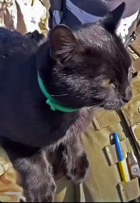 Загубився кіт. Місто Тернопіль, район Дружба та село Петриків