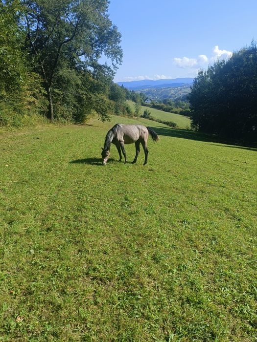 Wałach Arabski pod siodło