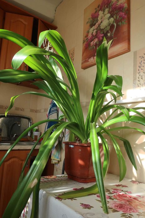 Продам комнатную лилию