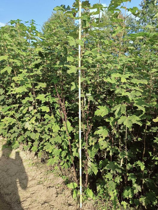 Klon jawor 160cm - 180 cm.