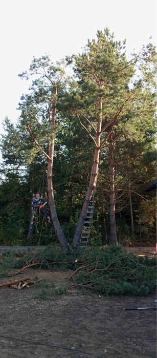 Ogrodnik Warszawa – koszenie trawy, przycinanie drzew