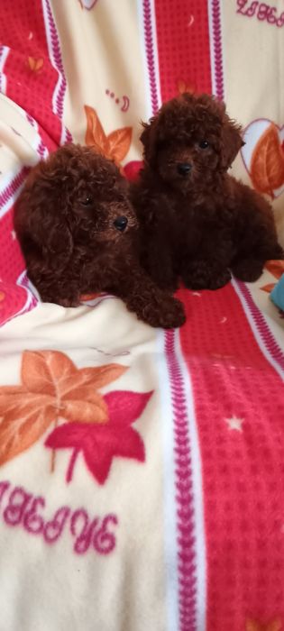 Pudel toy Red Braun piesek po chińskich rodzicach.