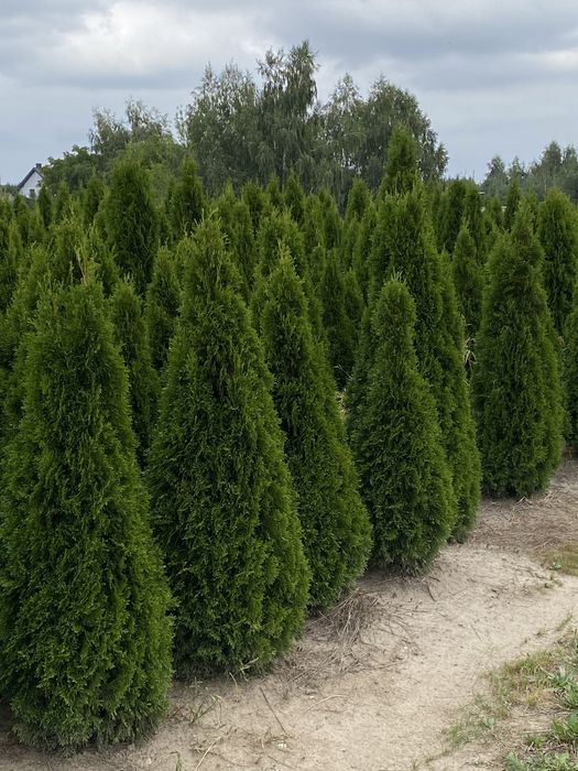 Tuja szmaragd w donicy 200-250 cm