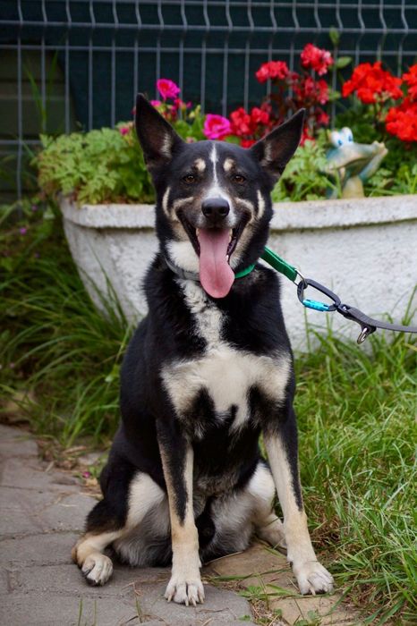 Kto pokocha dorosłego psa? Uroczy mix łajka szuka domu