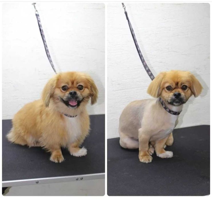 Грумінг для тварин