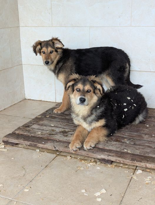 Щенята Пряник та Мішутка шукають родини