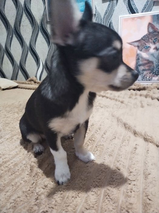 Продам цуценят чіхуашечєк