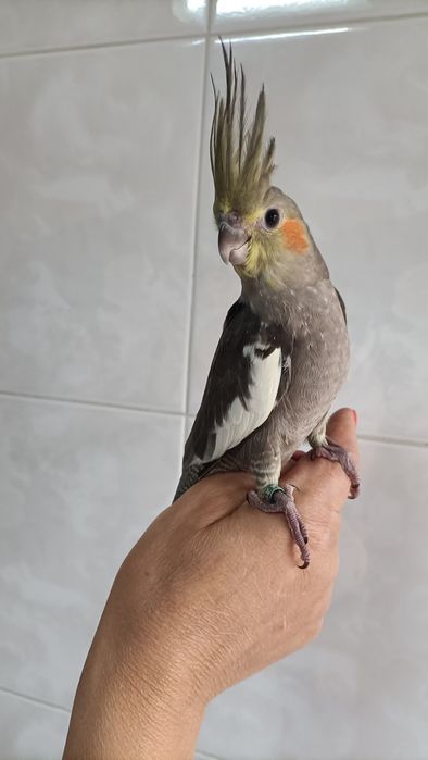 Caturras criadas à mão