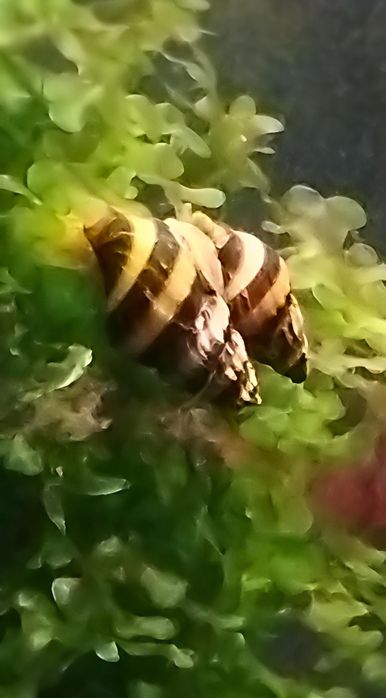 Caracol de água doce Helena