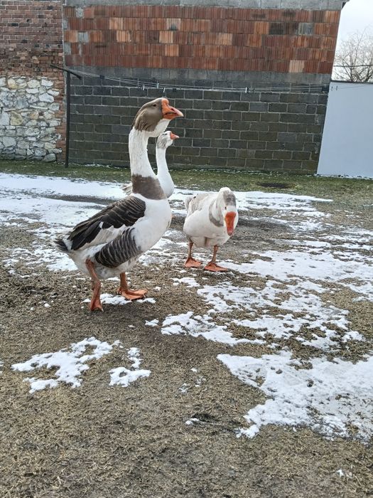 Sprzedam gęś Cholomogóry