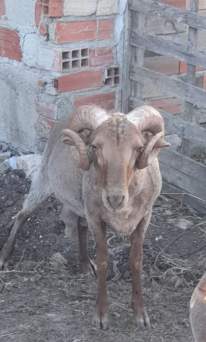 Carneiro  Saloio 18 meses