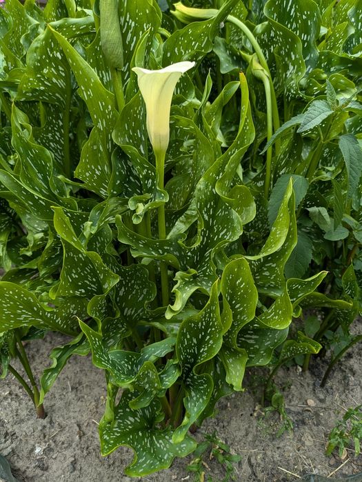 Kalla zantedeschia biała