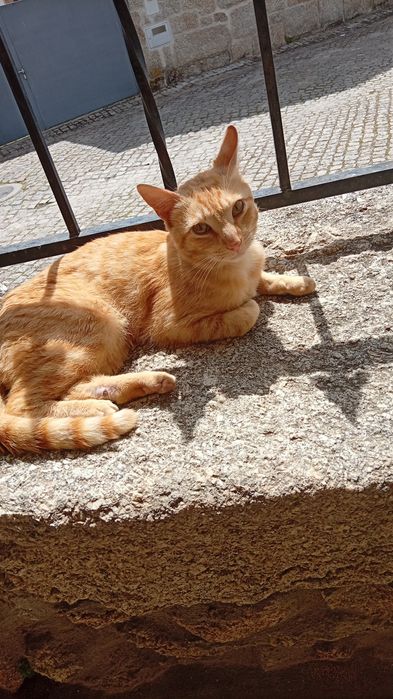 Gatinho amarelinho (Benji)