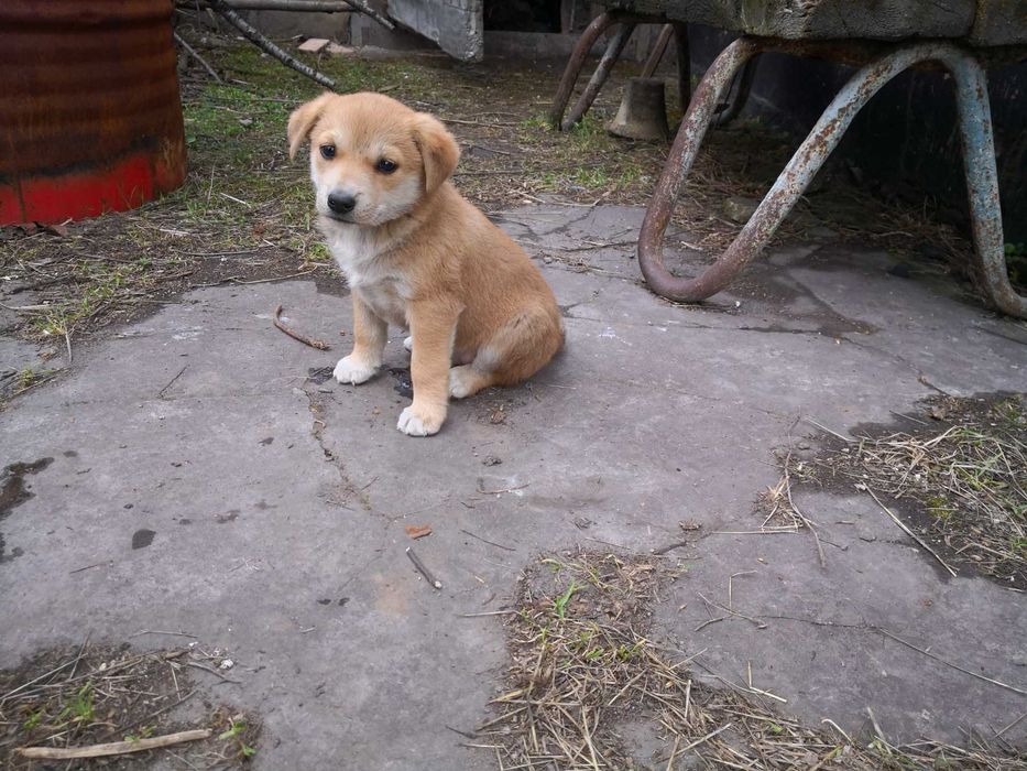 Маленький лобрадорчик
