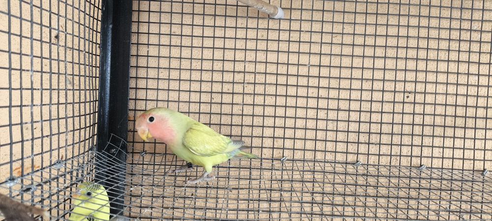 Agapornis Rosicoller