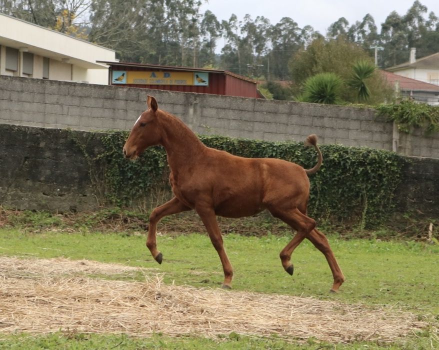 Poldra cruzada de lusitana 6 meses