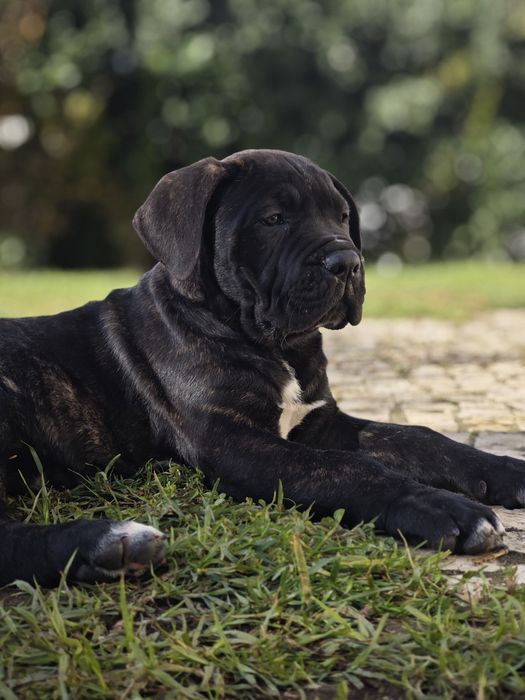 Macho Cane Corso