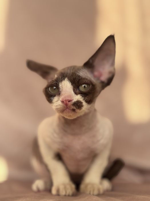 Devon rex kotka czekoladowa