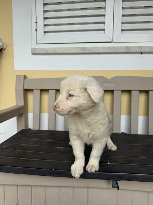 Border Collie Merle Macho com olhos azulão