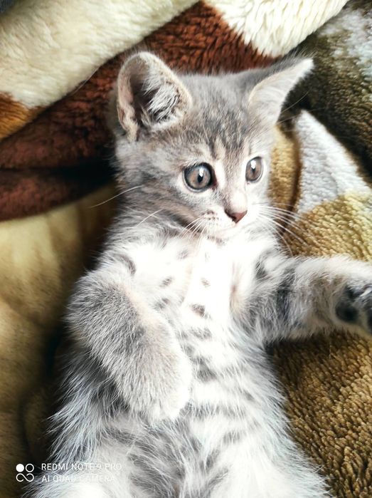 2 котика і 1 киця