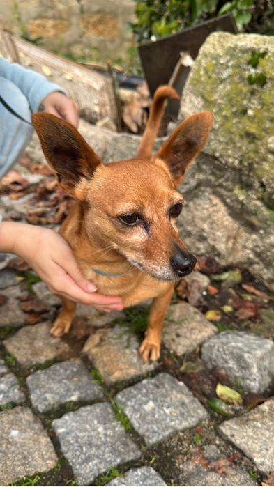 Tenho pincher para quem quiser adotar